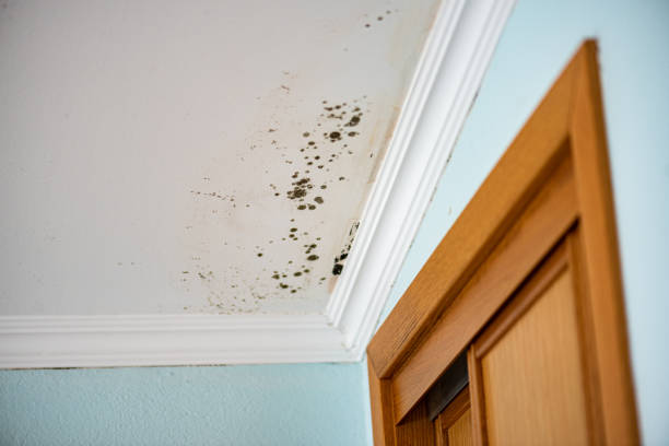 Best Forensic Mold Investigation  in Crestline, CA